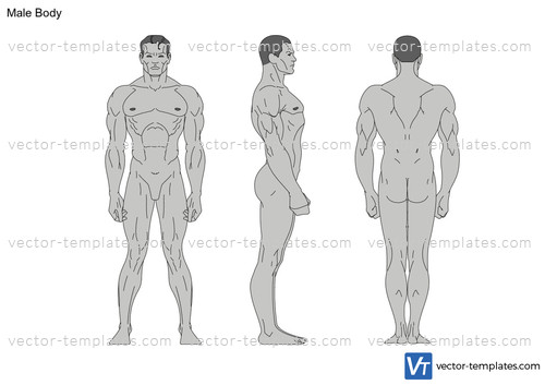 male body drawing template